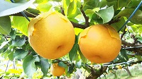 梨5個入り
