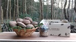 原木生しいたけ400ｇ＆椎茸みそセット